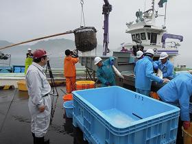 船から魚が網で水揚げされたり、青のレインコートを着た漁協の方々が水揚げされた魚を仕分けしているところを、赤の帽子を被り、グレーの作業服姿の市長が見ている写真