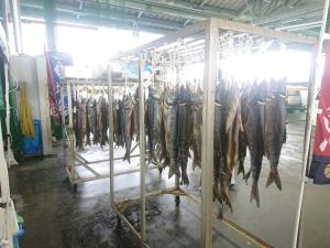 魚市場で多くの新巻鮭がつるされている写真