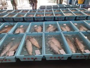 水揚げされたトラウトサーモンが氷水の入った水色のプラスチック製の箱に2匹ずつ入れられ、魚市場の床一面に並べられている写真