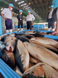 水揚げされかごにいれられたたくさんのトラウトサーモンの前に集まり話をする5名の男性の写真