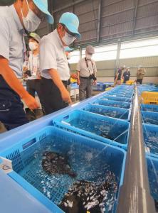 ホシガレイが入った水が張られた青いコンテナが並べられている様子を見ている市長と関係者の方々の写真