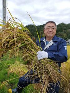 刈った稲の束を両手で持つ市長の写真