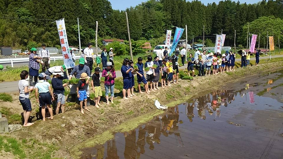 苗を持って田んぼの脇に一列に並ぶ参加者たちの写真