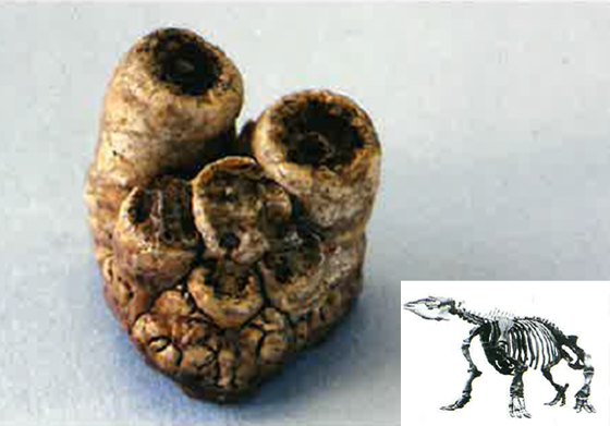 パレオパラドキシアの束歯の化石