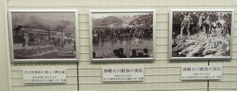 津軽石川のサケ漁の様子(昭和１０年前後)