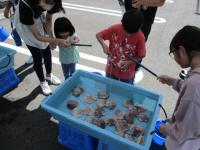 吊り棒をつかって、容器に入っているホタテ貝を吊り上げようとしている子どもたちの写真