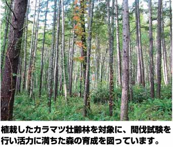 植栽したカラマツ壮齢林を対象に、間伐試験を行い活力に満ちた森の育成を図っています。という文字と、幹の細い木々がたくさん生えている写真