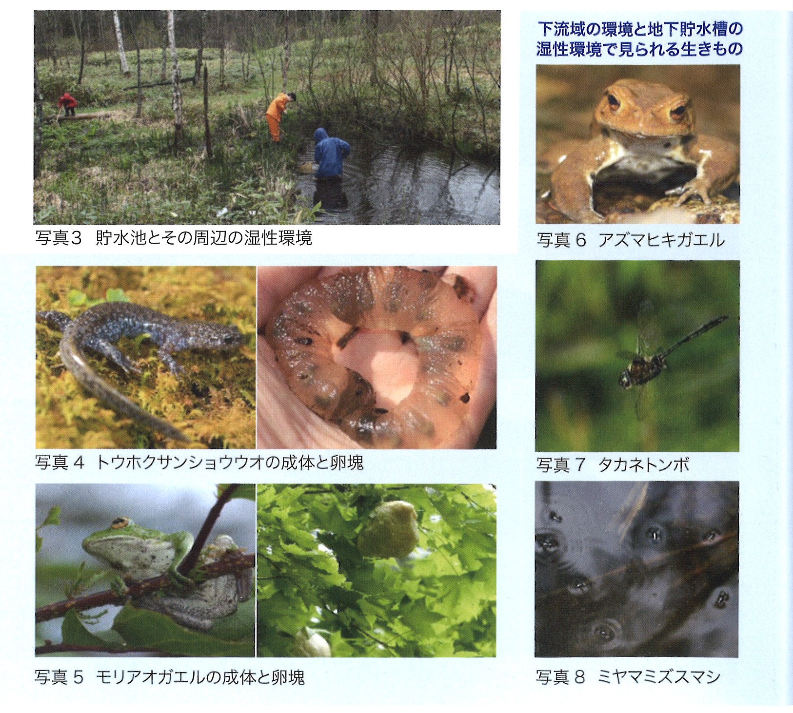 渓間水辺の森下流域と貯水地の生き物写真