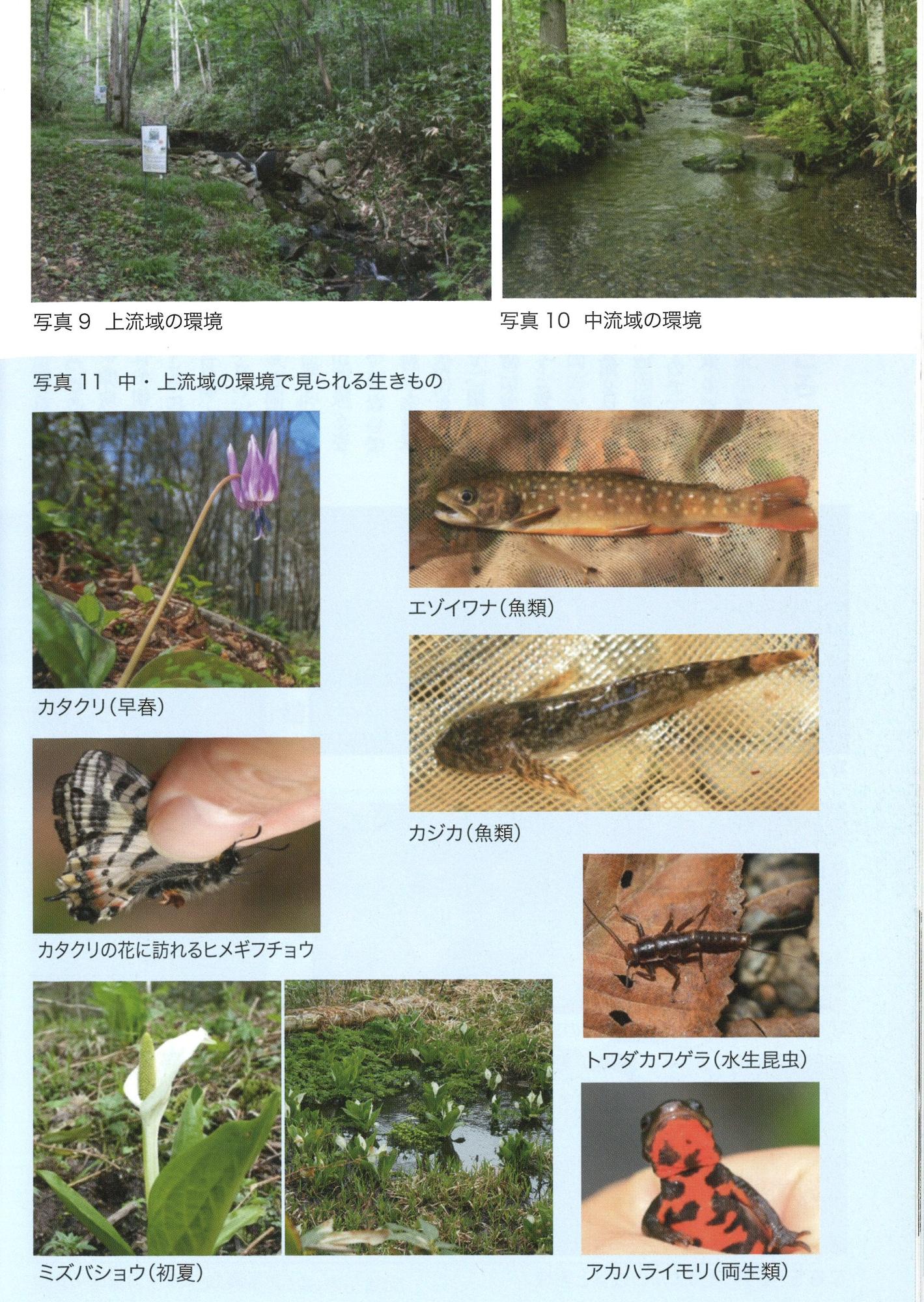 渓間水辺の森上流から中流域の様子と生き物写真