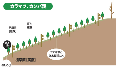カラマツ、カンバ類などの苗木植栽の絵