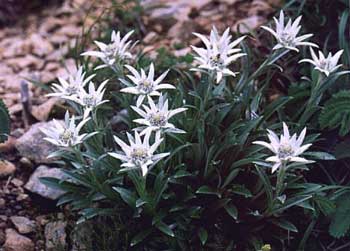 小さな黄色い花の周りに、まるで花びらのように見える白い葉っぱを星型に広げて 咲いているハヤチネウスユキソウの写真