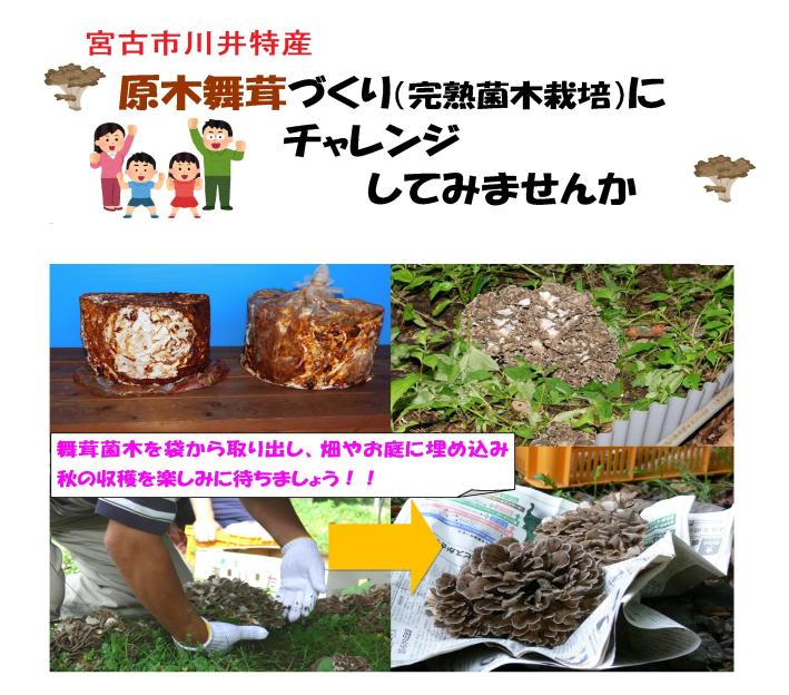 宮古市川井特産、原木舞茸づくり（完熟菌木栽培）にチャレンジしてみませんかと書かれ、左上に机に置かれた2個の菌木、右上に地面から生えている舞茸、左下に軍手をした人が舞茸を採取している様子、右下に採取された舞茸が新聞紙の上に置かれている写真