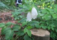 2輪のホタルブクロの白色の花が山道に咲いている写真