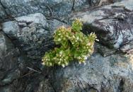 大きなゴツゴツした岩の隙間から緑の植物が生えている様子を撮影した写真
