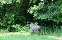 木々に囲まれた小道に野生の動物が1頭佇んでいるところを少し離れたところで撮影した写真