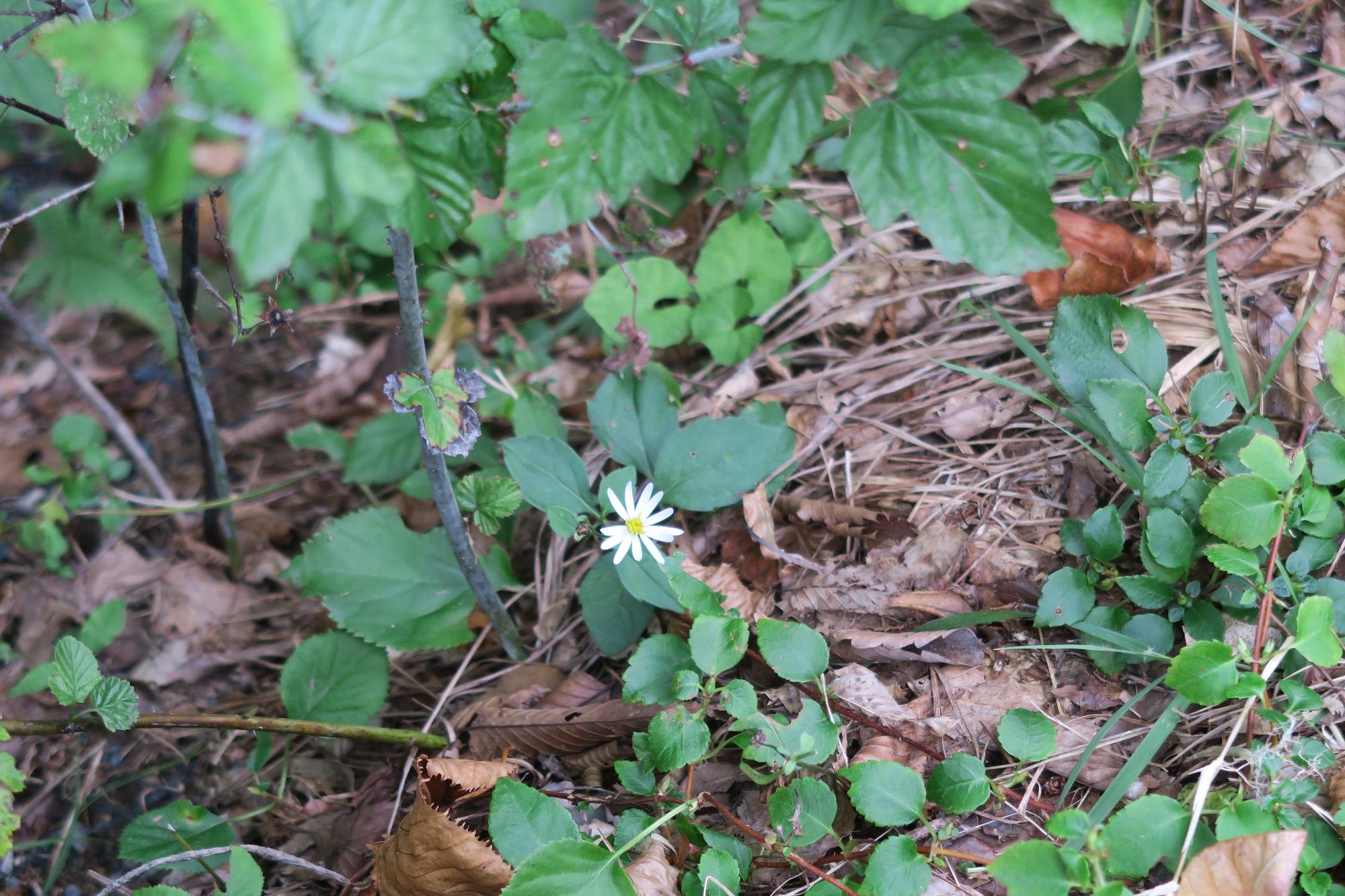 月山展望台に向かう道中で見つけたキク科の植物