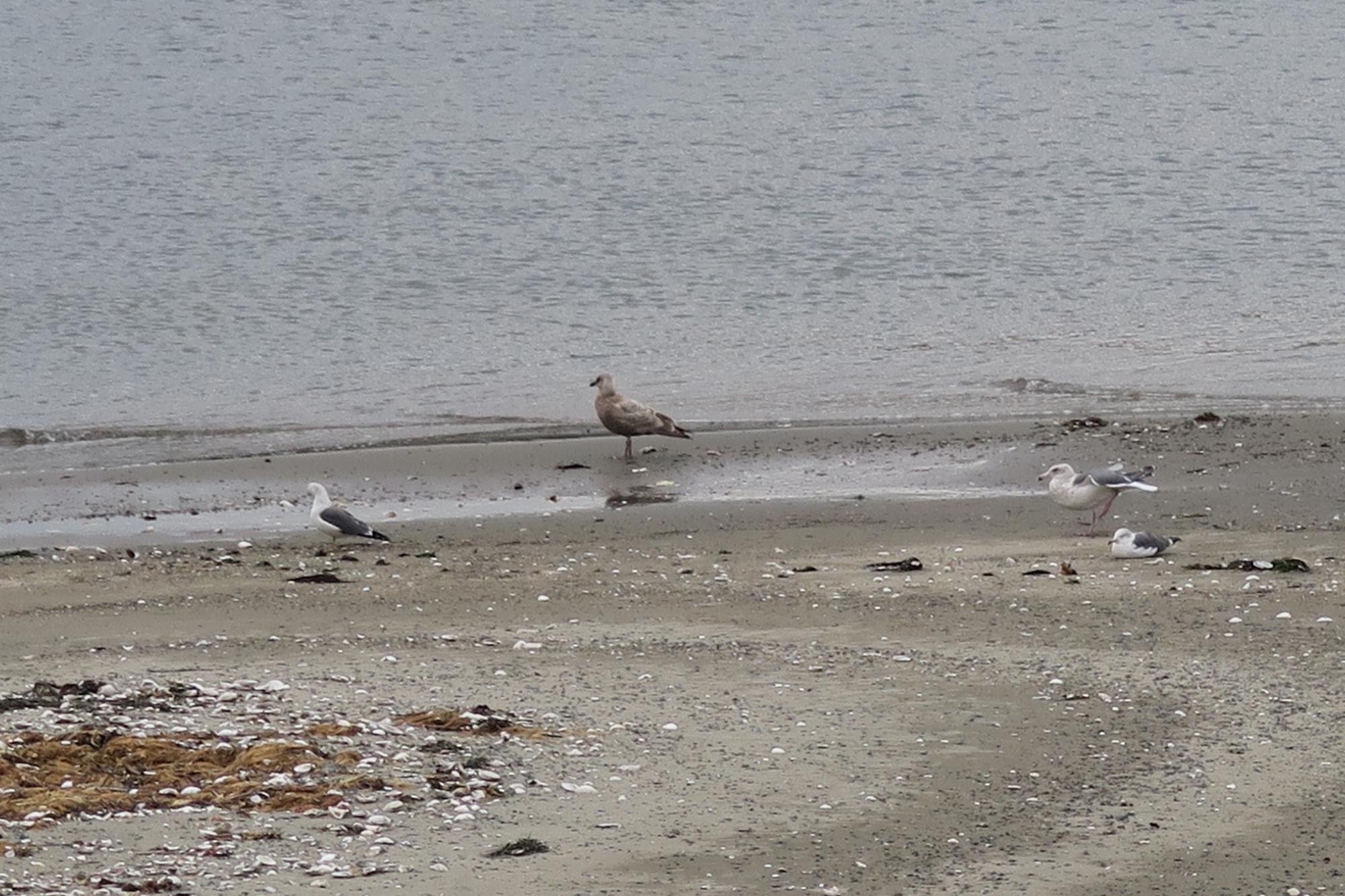 津軽石川周辺で観察された野鳥の写真