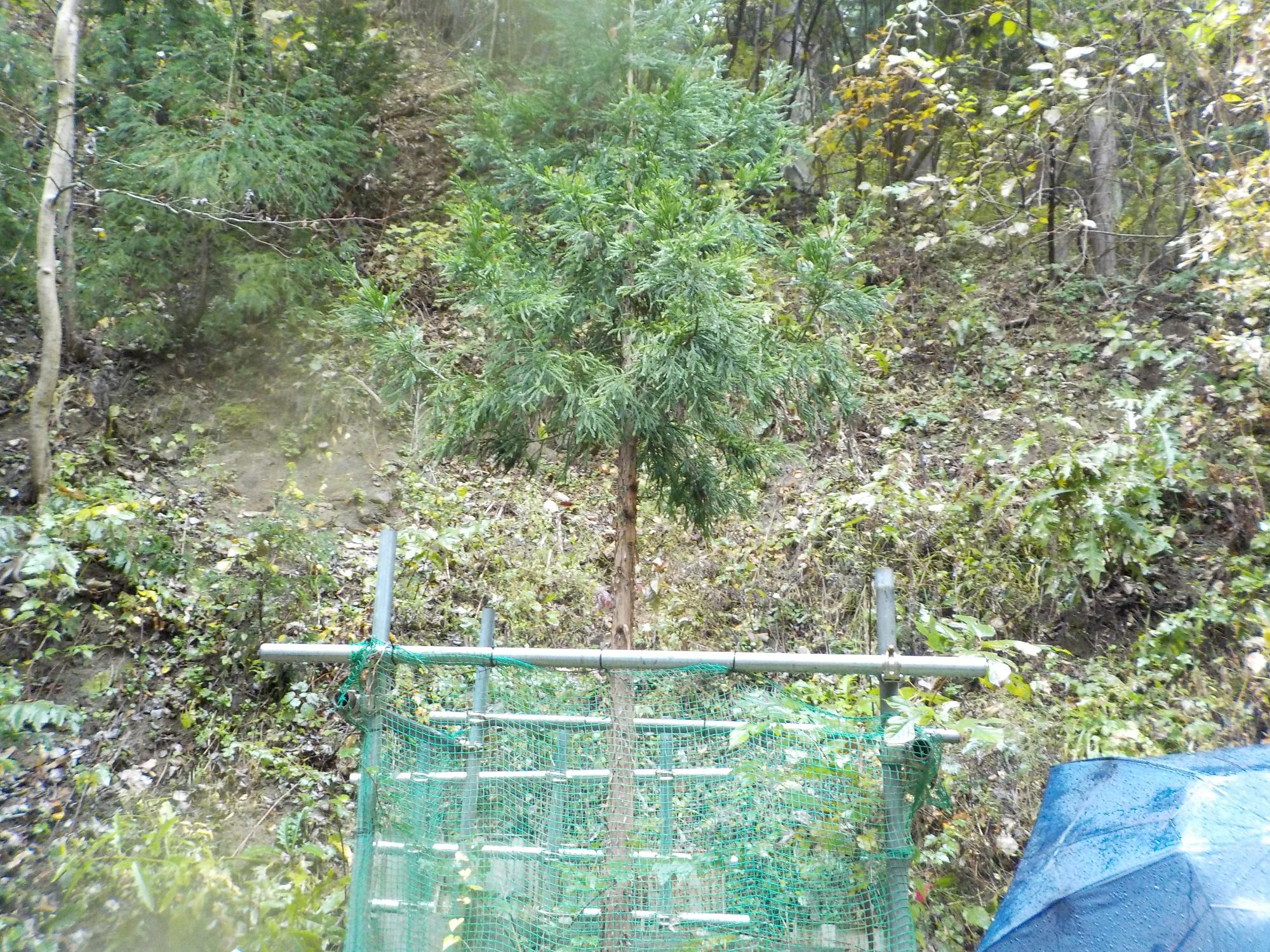 黒森山で保護されていた木の写真
