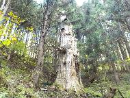 黒森山に生えている祖父杉の写真