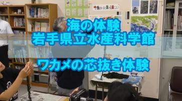 海の体験岩手県立水産科学館ワカメの芯抜き体験体験（わかめの芯抜き体験（YouTube））