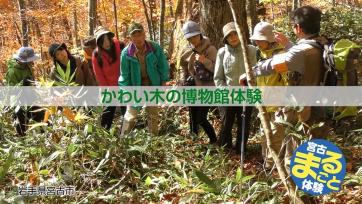 かわい木の博物館体験 参加者達が指導者の元、体験している写真（木の博物館体験（YouTube））