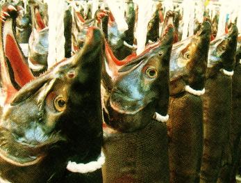 口を大きく開いた新巻鮭が並んでいる写真