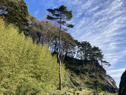 緑の草木に真っすぐ高く立っている三王松の写真