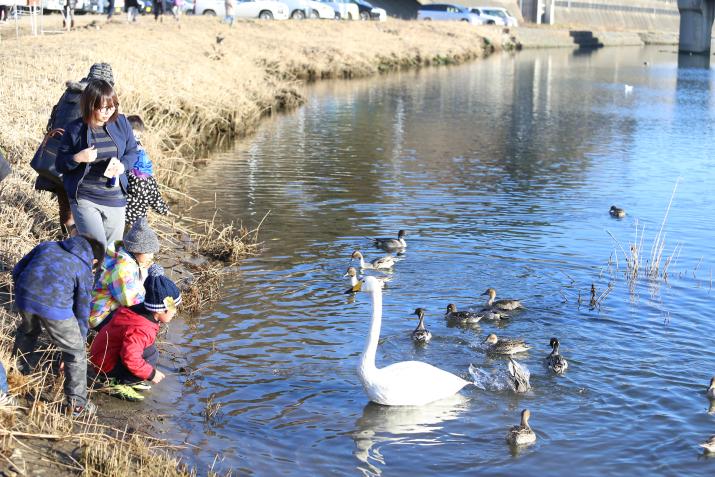 津軽石川で白鳥やカモがおよいでいるのを子供連れの家族が見ている写真