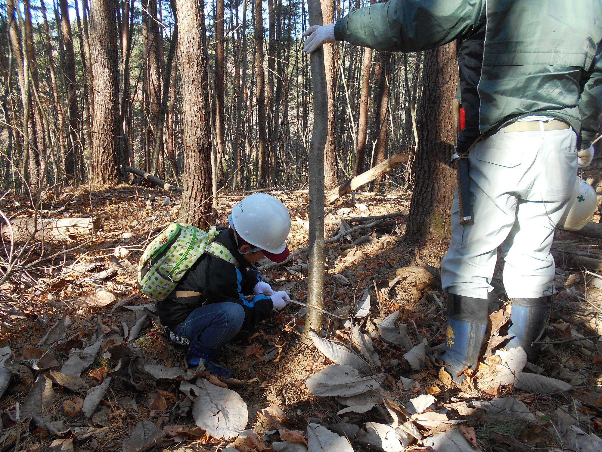 枯葉が積もる山林の中で、白いヘルメットを着用した子どもが横に立つ大人の人が手を添えている細長い木の根元を、しゃがみ込みながらのこぎりで間伐している様子の写真