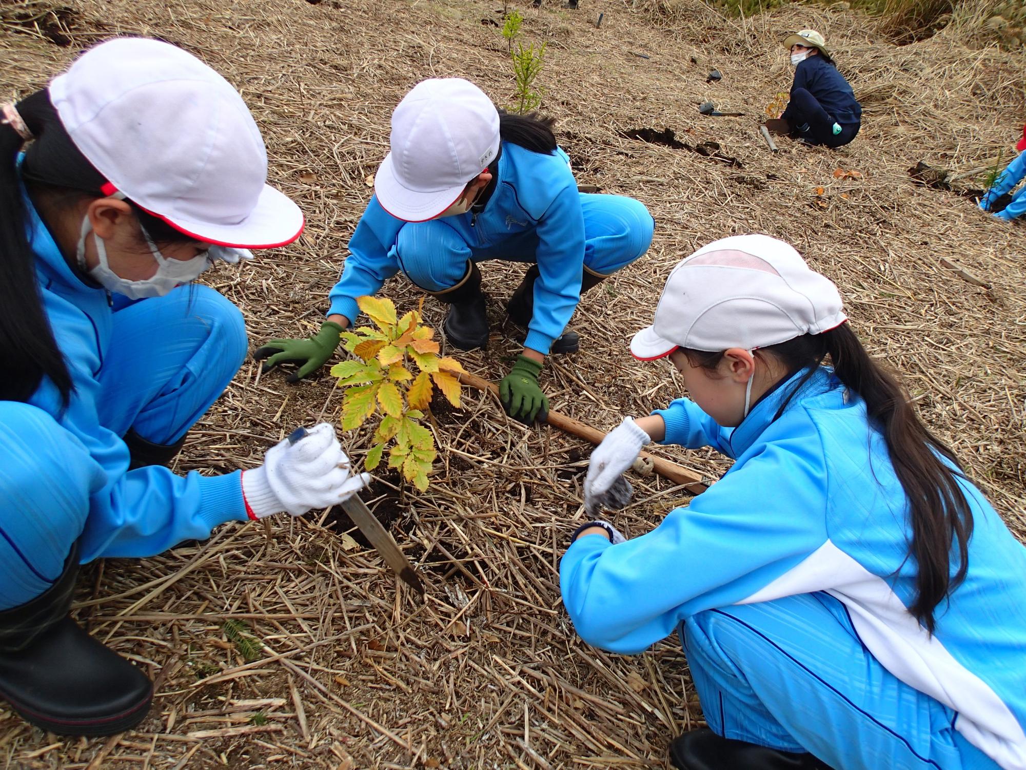 （イメージ）木を植えよう！森をつくろう！区界で森づくり体験学習会