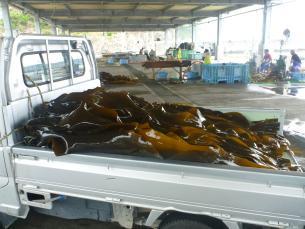 1台の軽トラックの荷台に乗せられた、たくさんの大きくて長いコンブの写真
