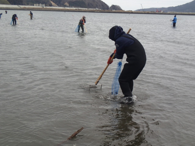 宮古湾の浅瀬に入って、長い棒状の道具を使って作業をしている人々の写真