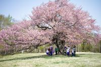 たくさんの人が木の下で枝いっぱいに満開に咲いている桜を見上げて見ている写真