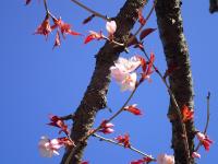 枝に桜の蕾と少し開花した桜の花が撮影された写真