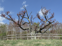 木の柵で囲われた桜の木に蕾や桜が咲いている状態の写真