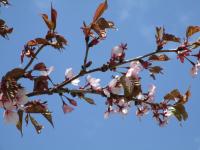蕾や桜の花が枝に8部咲きしている枝先端の写真