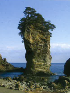 海岸にそびえたつ高く大きな岩の上に木が生えている三王岩の写真