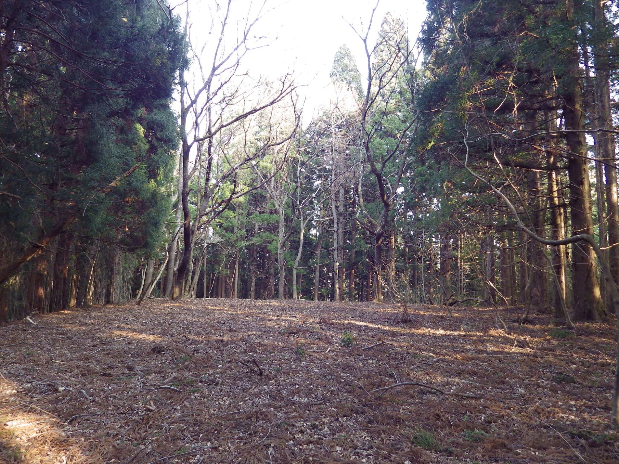 周りを密集した木々に覆われ隙間から木漏れ日が地面を照らしている八木沢新館跡の山頂の様子の写真