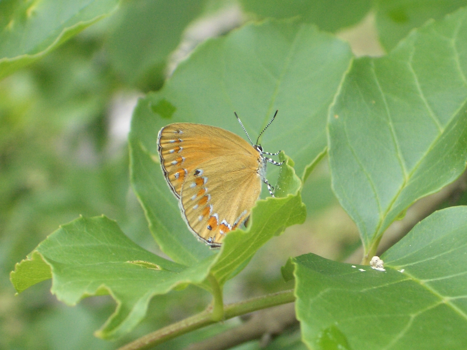チョウセンアカシジミ