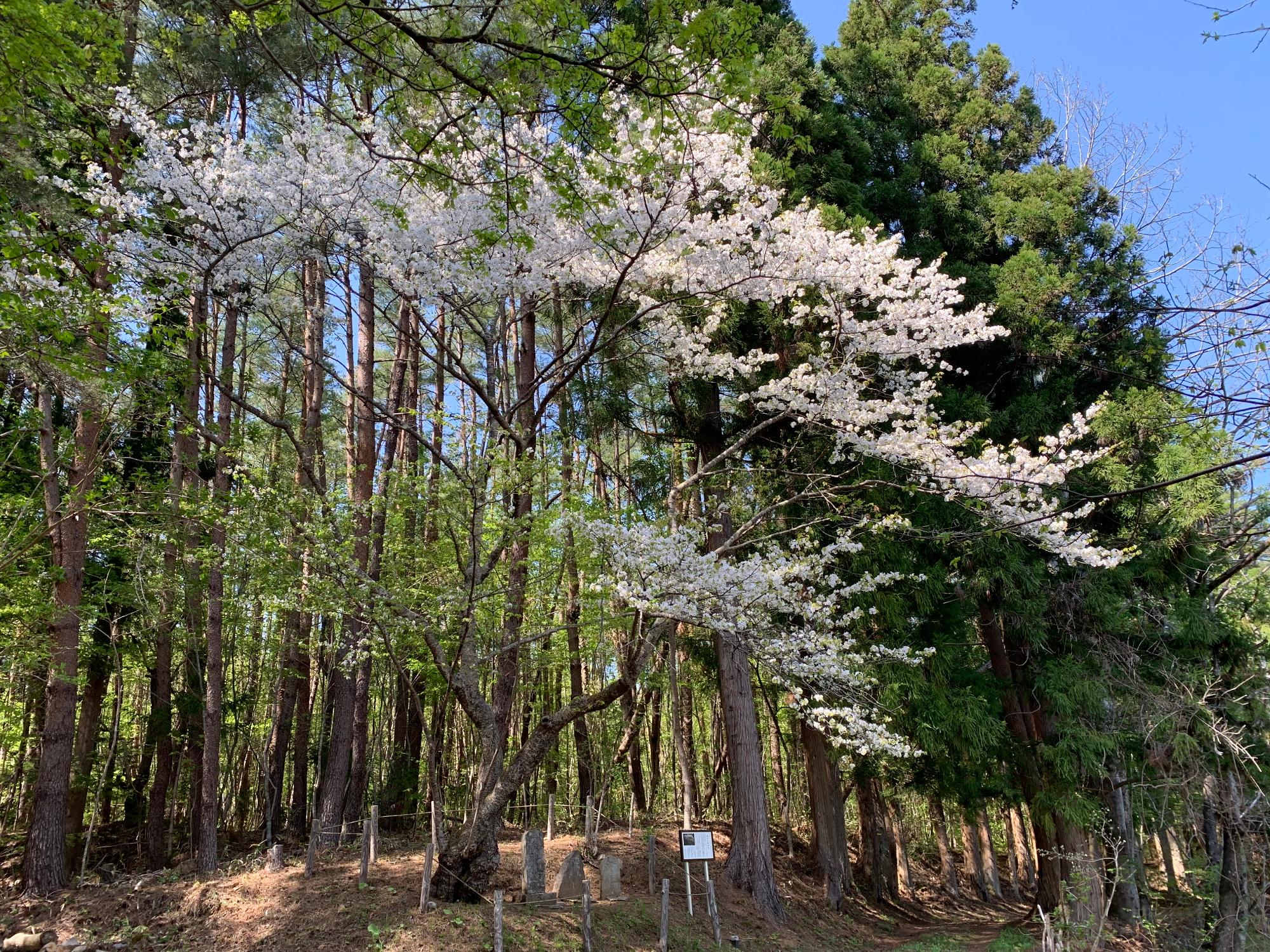 樫内の駒止桜
