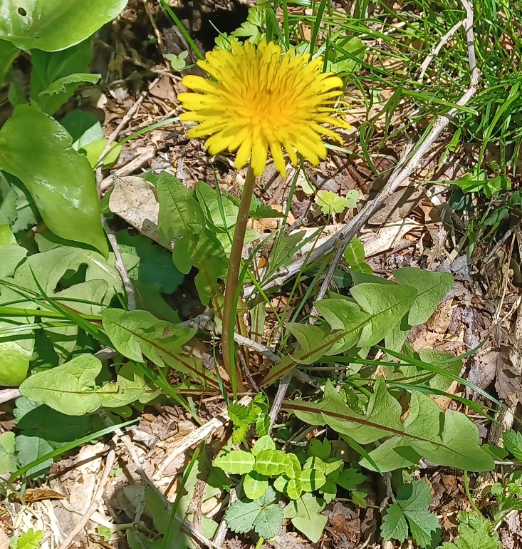 クザカイタンポポ
