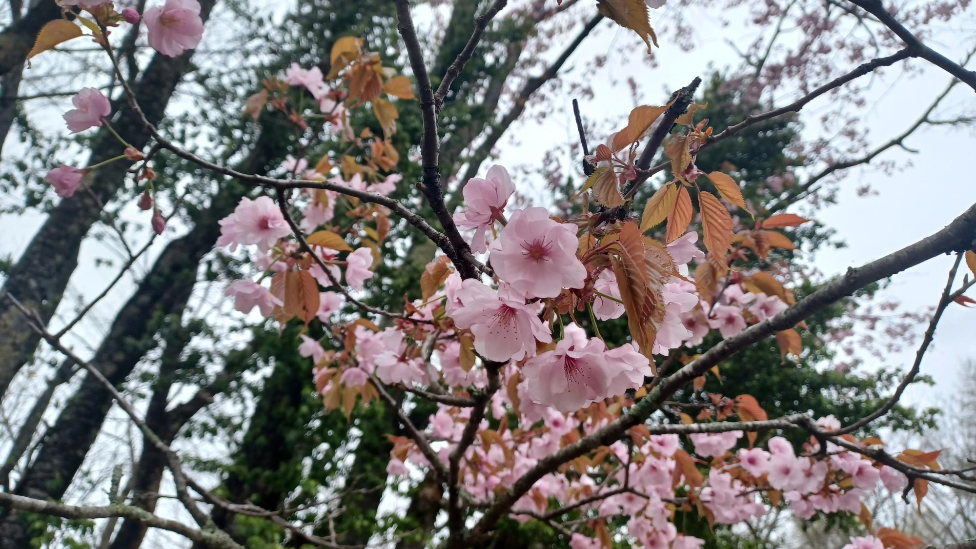 オオヤマザクラ