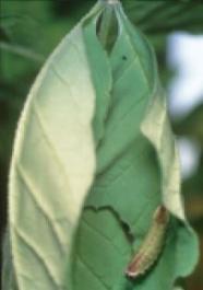 穴のあいた葉の裏に葉の色とよく似た緑色の幼虫がくっついている写真