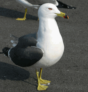 1羽の陸に立っている、うみねこの写真