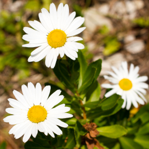 白い、はまぎくの花が3輪咲いているアップの写真