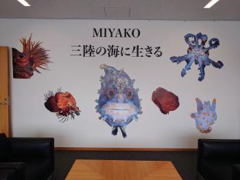 MIYAKO三陸の海に生きるの文言と、正面から撮影されたフサギンボや真下から撮影されたタコが白い壁紙に飾られている写真