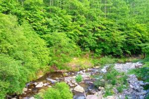 手前は大きめの岩や砂利などもある水が流れている渓流、奥には青々とした緑が生い茂っている写真