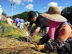麦わら帽子に腕カバーをつけた女性や帽子をかぶった男性らが、刈り取った稲を束ねている写真