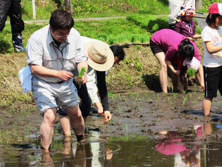 ズボンを膝上まで捲り上げ、苗を片手に田んぼに入っている市長と、手で苗を田んぼに植える参加者達の写真