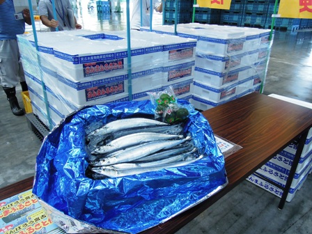 青色の袋に入った大量のさんまが長机の上に置かれ、その後ろには発泡スチロールがつまれている写真